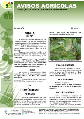 vinha pomóideas - Direcção Regional de Agricultura e Pescas do ...