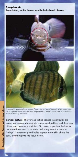 Fish diseases in the aquarium. - Amtra