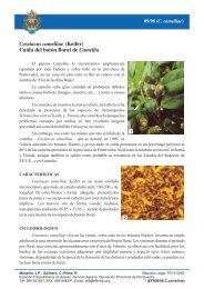 Cosetacus camelliae Camellia - Estación Fitopatolóxica do Areeiro