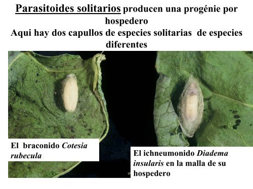 PARASITOIDES