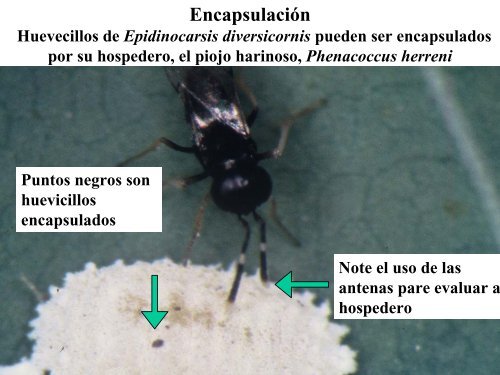 PARASITOIDES