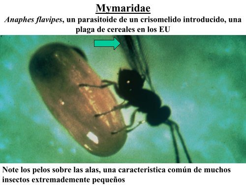 PARASITOIDES