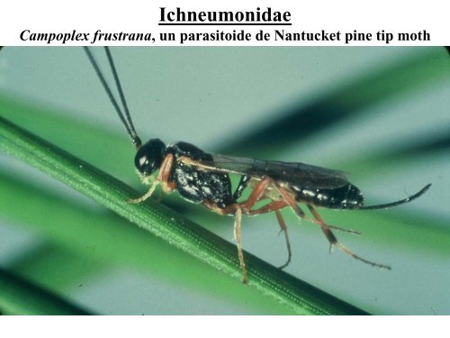 PARASITOIDES