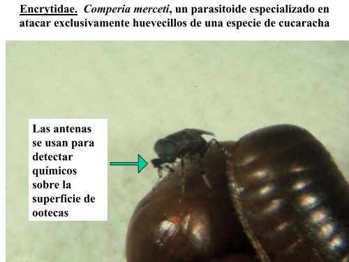 PARASITOIDES