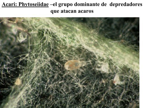 PARASITOIDES