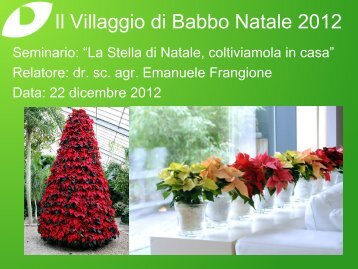 La Stella di Natale - Dichio vivai garden