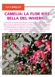 CAMELIA: LA FLOR MÁS BELLA DEL INVIERNO