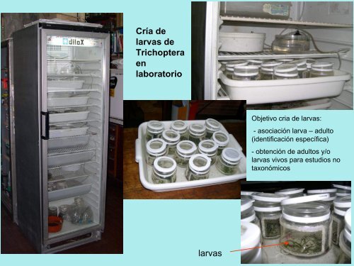 Laboratorio de Insectos Acuáticos - Departamento de Biodiversidad ...