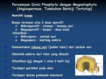 divisi-pinophyta