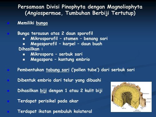 divisi-pinophyta