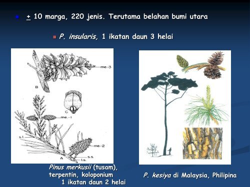 divisi-pinophyta