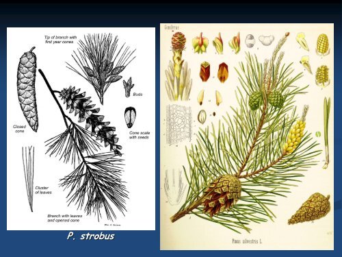 divisi-pinophyta