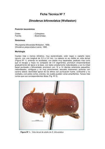 Ficha Técnica Nº 7 Dinoderus bifoveolatus (Wollaston) - Senasa