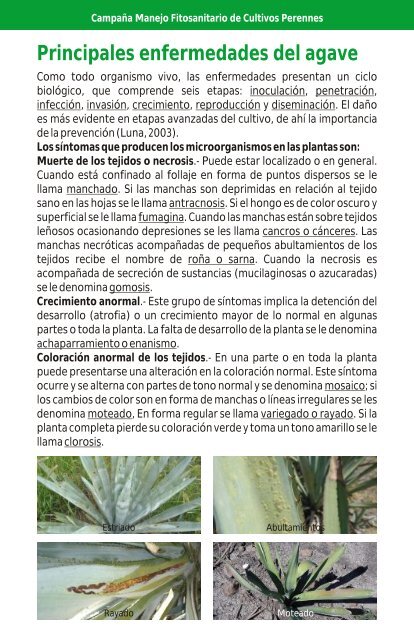Chinche del agave - cesaveg