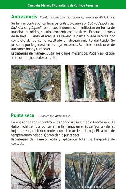 Chinche del agave - cesaveg