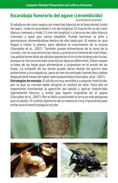 Chinche del agave - cesaveg