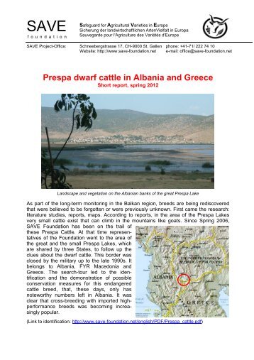 Prespa dwarf cattle in Albania and Greece - SAVE Foundation