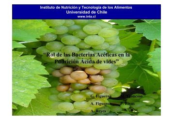 Rol de las Bacterias Acéticas en la Pudrición