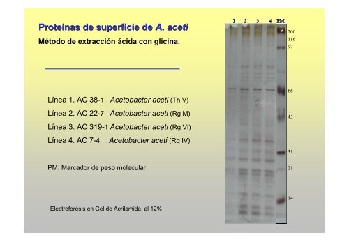 Rol de las Bacterias Acéticas en la Pudrición