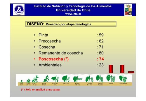 Rol de las Bacterias Acéticas en la Pudrición