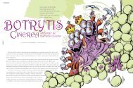 Botrytis Cinerea - Um fungo de múltiplas facetas - Artwine