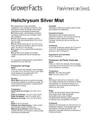 Helichrysum Silver Mist - Pan American Seed Company