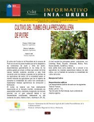 Cultivo del tumbo en la precordillera de Putre - Platina - INIA