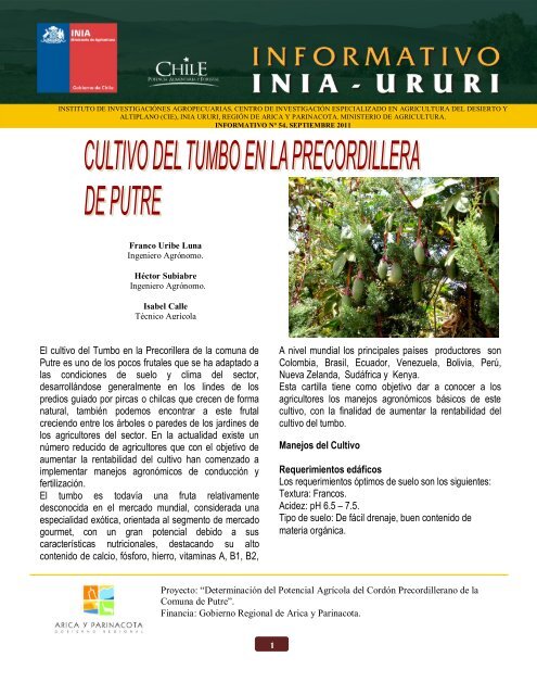 Cultivo del tumbo en la precordillera de Putre - Platina - INIA