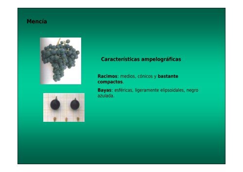 Características ampelográficas - Medio Rural