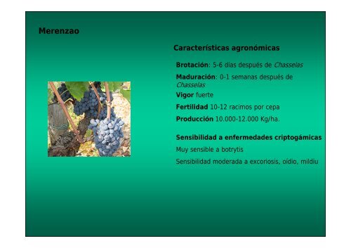 Características ampelográficas - Medio Rural