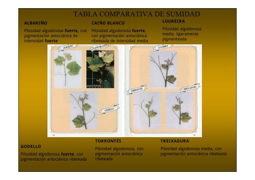 Características ampelográficas - Medio Rural