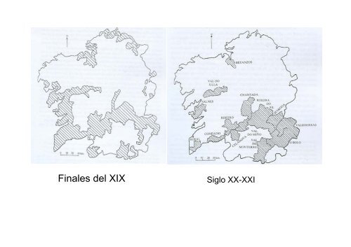 Características ampelográficas - Medio Rural