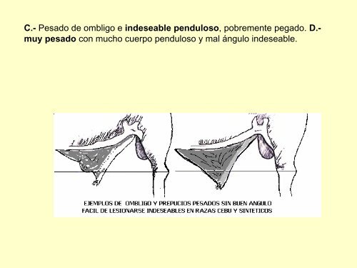 Guía Práctica para seleccionar un semental Bovino de Carne