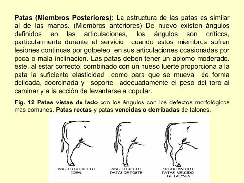 Guía Práctica para seleccionar un semental Bovino de Carne