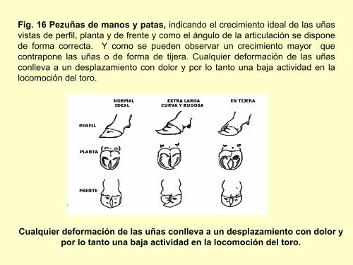 Guía Práctica para seleccionar un semental Bovino de Carne