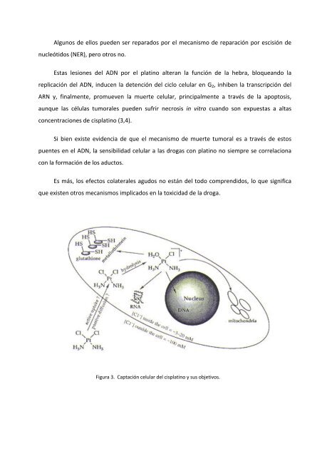 Estudio de los factores mitocondriales y ambientales que - Recercat