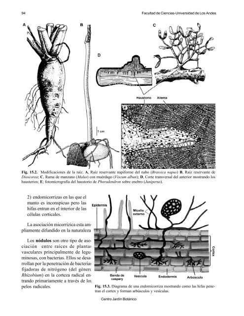 Raíz. Morfología externa, interna y modificaciones - Centro Jardín ...