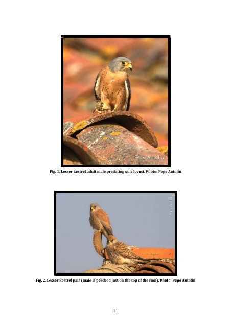 examples from the threatened lesser kestrel - Digital.CSIC, the ...