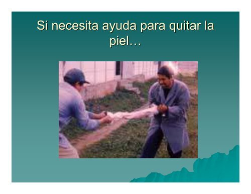 la producción casera de carne de conejo - Ciencias Agrícolas