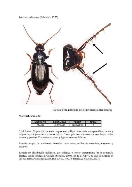 Estudio faunístico de los Carabidae (Insecta, Coleoptera) de la ...