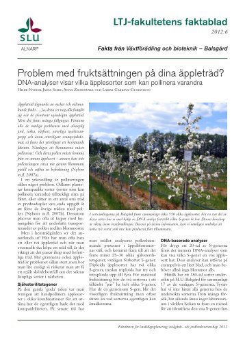 Problem med fruktsättningen på dina äppleträd? - NordGen