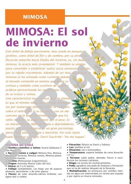 MIMOSA: El sol de invierno