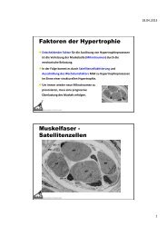 Faktoren der Hypertrophie Muskelfaser - Satellitenzellen - SAFS