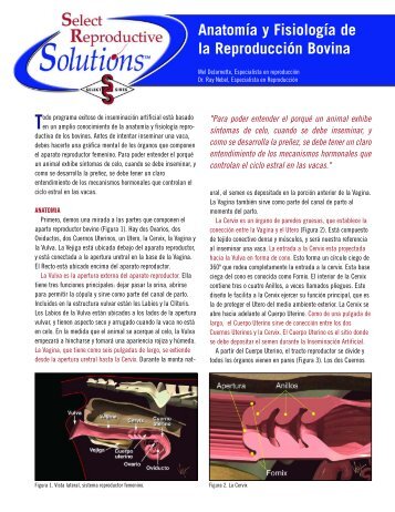 Anatomía y Fisiología de la Reproducción Bovina - Select Sires, Inc.