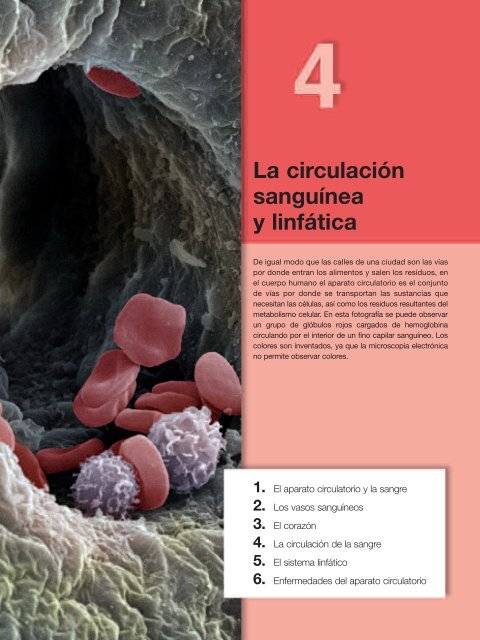 La circulación sanguínea y linfática - Aula 2005