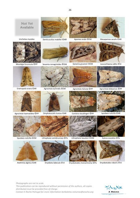 Macro-moths of the Algarve - A Rocha