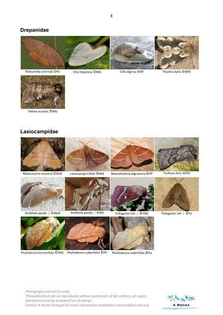 Macro-moths of the Algarve - A Rocha