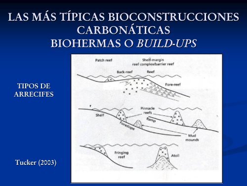 Rocas carbonáticas