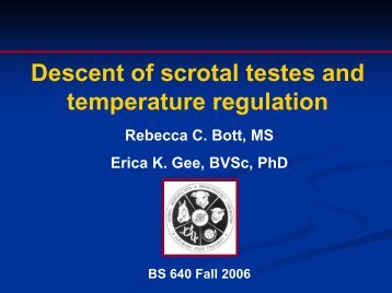 Descent of scrotal testes and temperature regulation