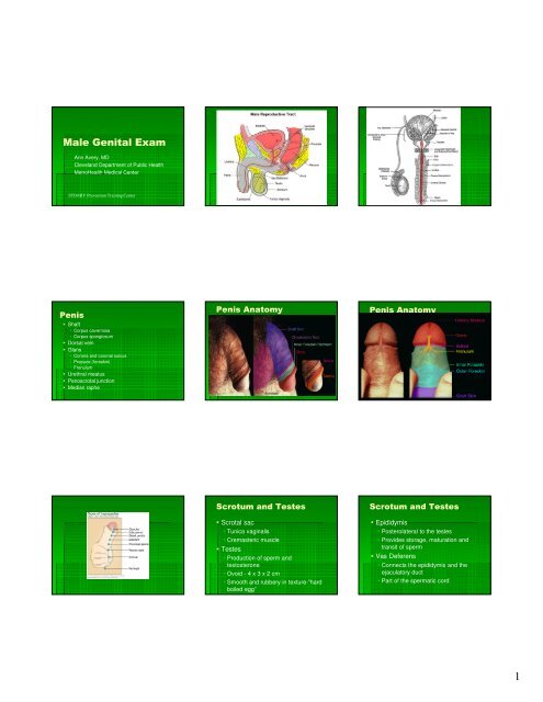 Male Genital Exam - Region II STD/HIV Prevention Training Center